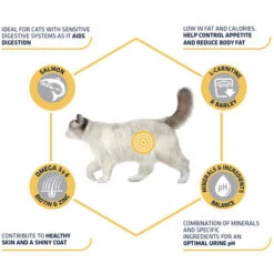 Affinity Advance Sterilized Salmon Sensitive - Katze -Almo nature Verkäufe affinity advance sterilized salmon sensitive kat 178282 0500 none