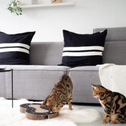 District 70 Snake -Almo nature Verkäufe district 70 snake kattenspeelgoed 190415 0500 none