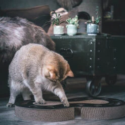 District 70 Snake -Almo nature Verkäufe district 70 snake kattenspeelgoed 190421 0500 none