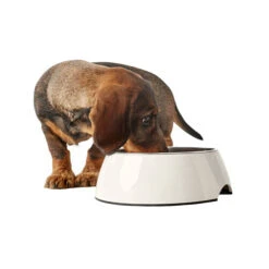 Hunter Melamin Napf - Weiß -Almo nature Verkäufe hunter melamine voer en drinkbak wit 169567 0500 none