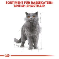 Royal Canin British Shorthair Adult Wet - Katzenfutter -Almo nature Verkäufe royal canin british shorthair adult wet kattenvoer 125495 0500 none