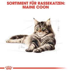 Royal Canin Maine Coon Adult Wet - Katzenfutter 12 Royal Canin Maine Coon Adult Wet - Katzenfutter -Almo nature Verkäufe royal canin maine coon adult wet kattenvoer 126014 0500 none