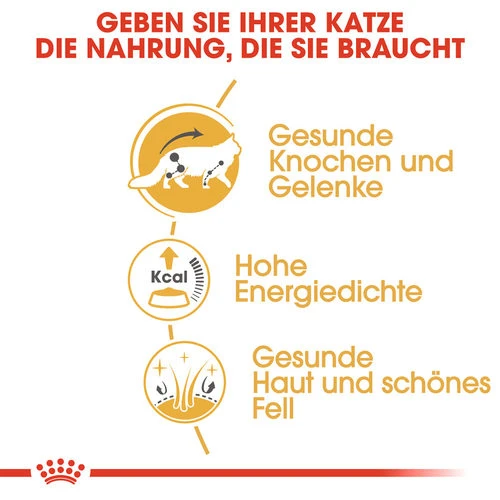 Royal Canin Maine Coon Adult Wet - Katzenfutter 4 Royal Canin Maine Coon Adult Wet - Katzenfutter – Bild 2