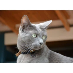 Spotted! Pro Dog & Cat 8 Spotted! Pro Dog & Cat -Almo nature Verkäufe spotted pro dog cat 166915 0500 none