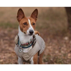 Spotted! Pro Dog & Cat 9 Spotted! Pro Dog & Cat -Almo nature Verkäufe spotted pro dog cat 166918 0500 none