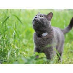 Tabcat Cat Tracker -Almo nature Verkäufe tabcat cat tracker 217030 0500 none