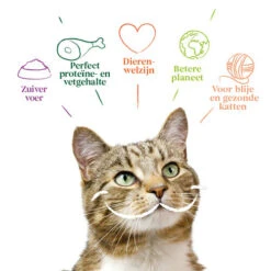 Yarrah - Katzenfutter Paté Rind Mit Chicorée Bio -Almo nature Verkäufe yarrah pat kat kuipje met rund bio 201059 0500 none